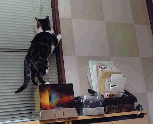 战术无界，乌克兰足球智慧如何赋能迪马利亚在NBA总决赛的传奇接管