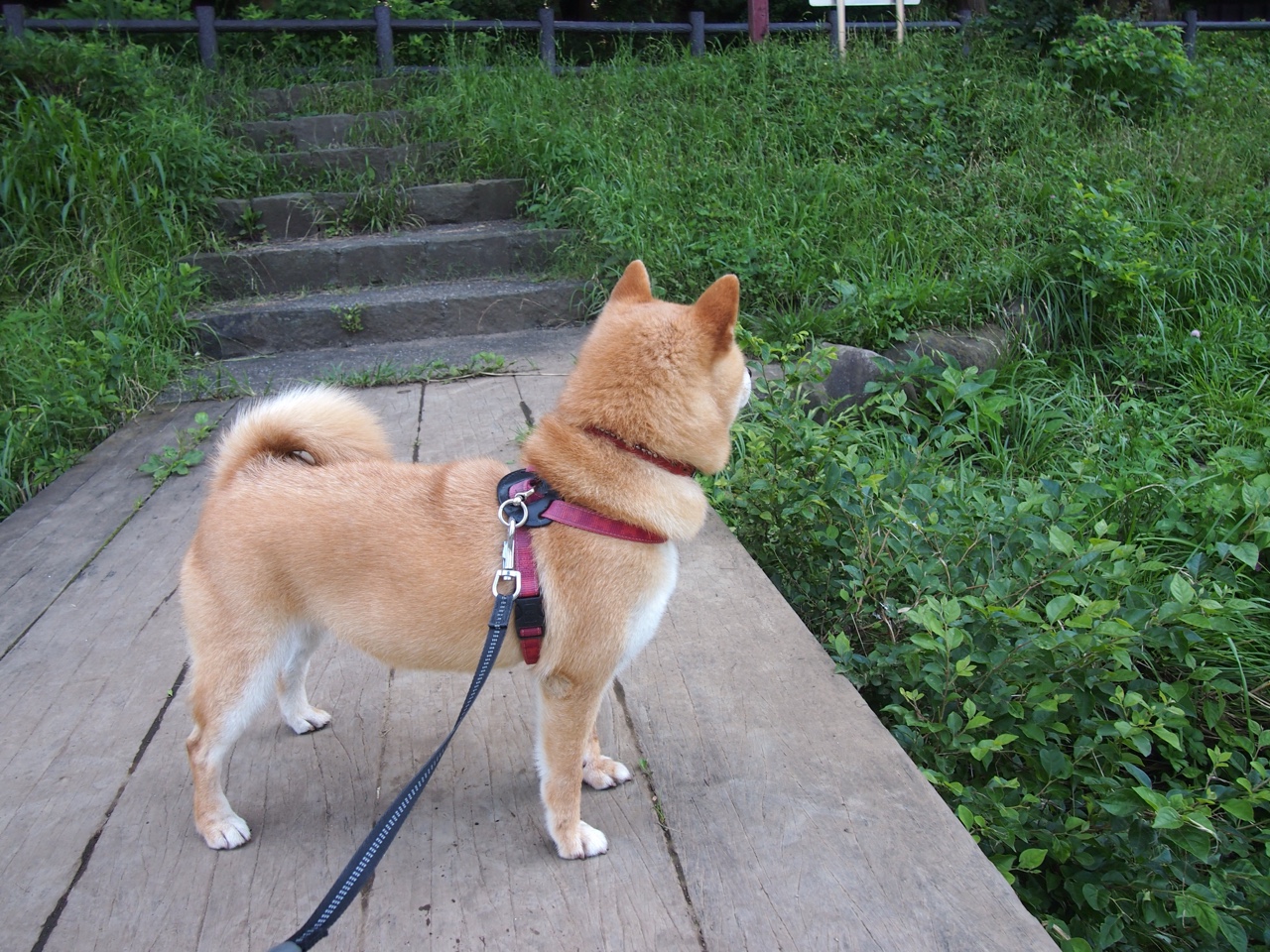 武切维奇刷新生涯之夜，但骑士团队铁拳才是击溃太阳的真正答案