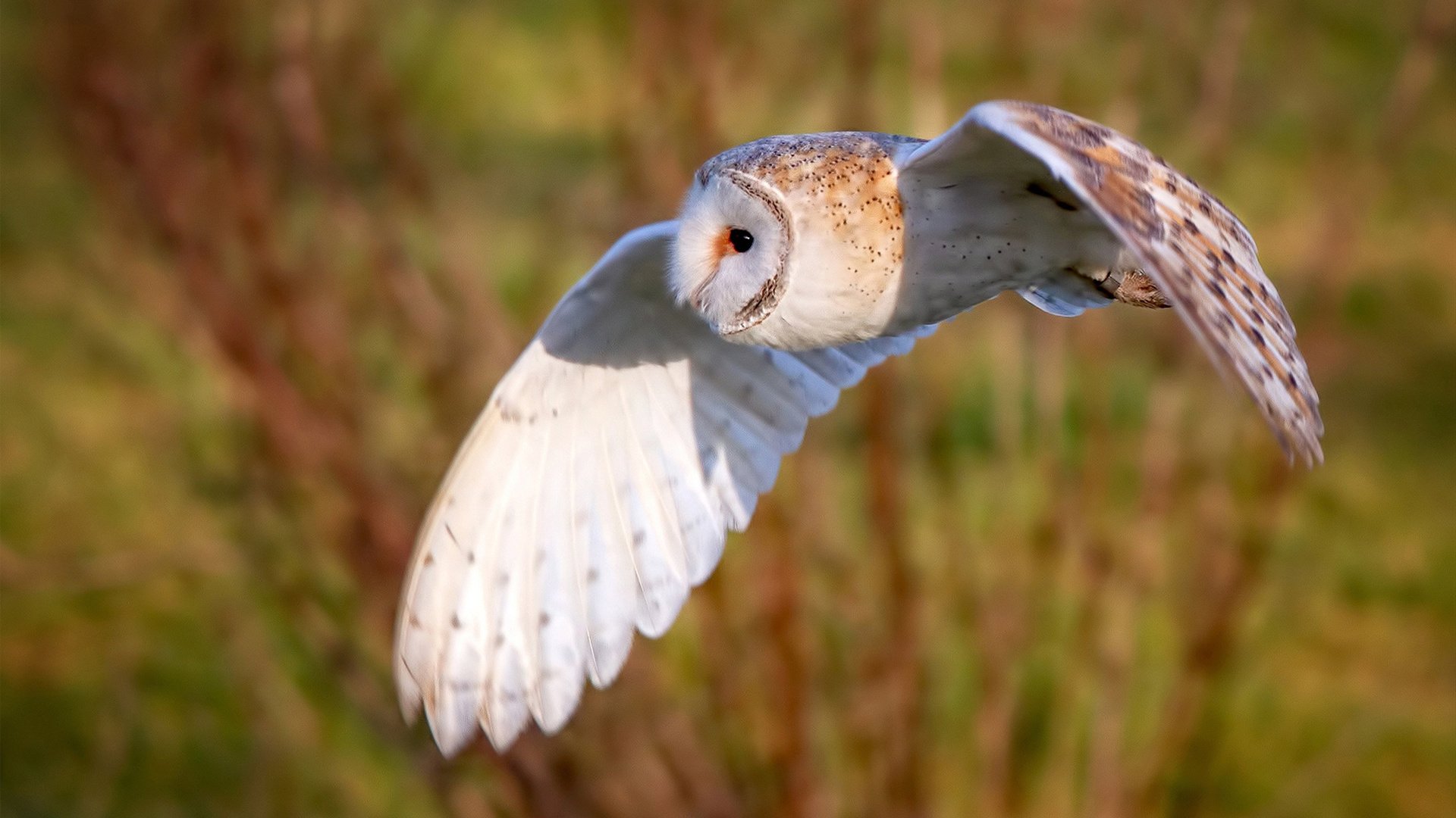 铁腕之下，一点星光，布鲁诺如何化身破局者，诠释关键先生的真谛