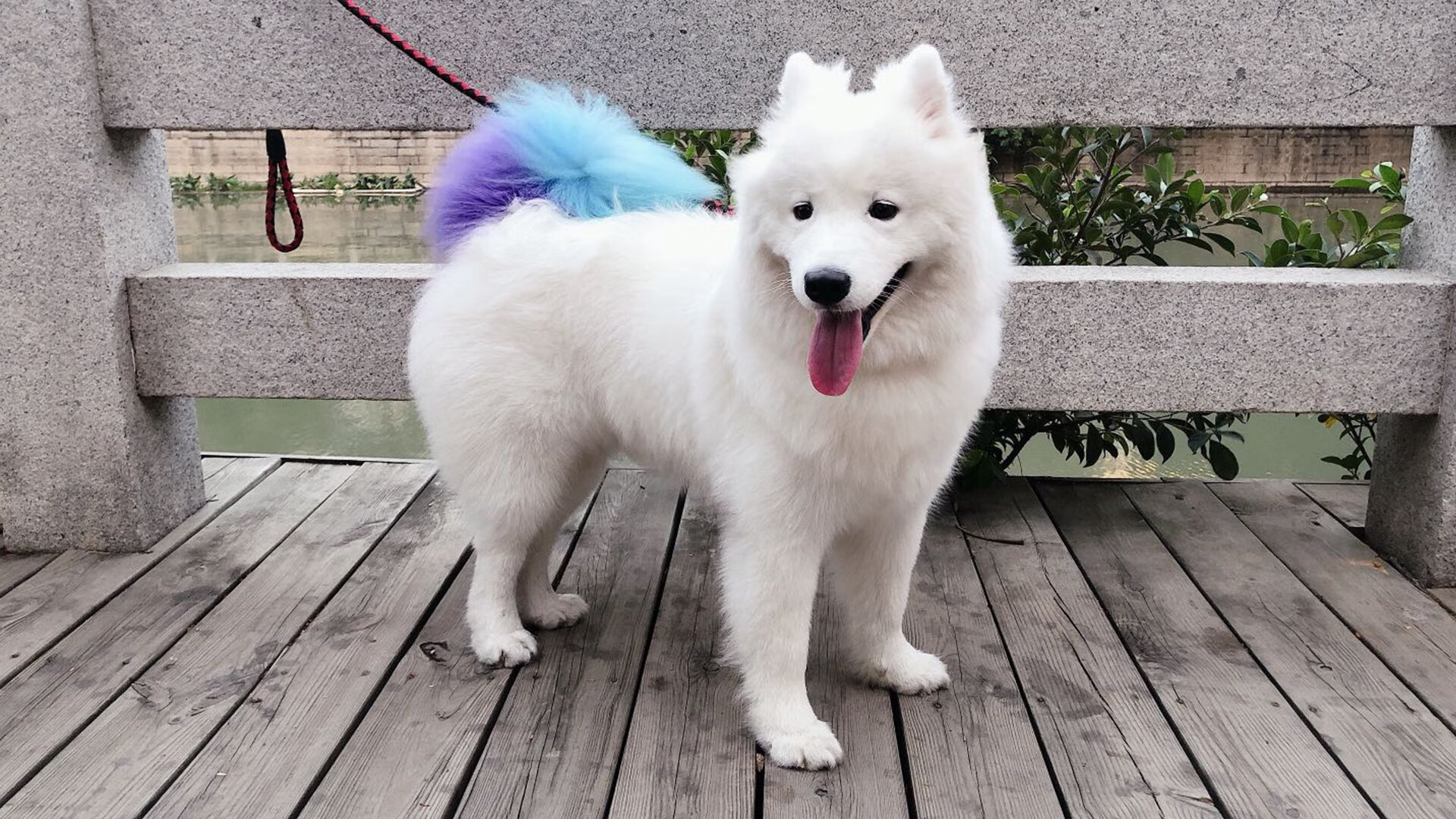 冷锋与热浪，当冰岛斩落苏格兰，维尼修斯在意甲点燃圣西罗