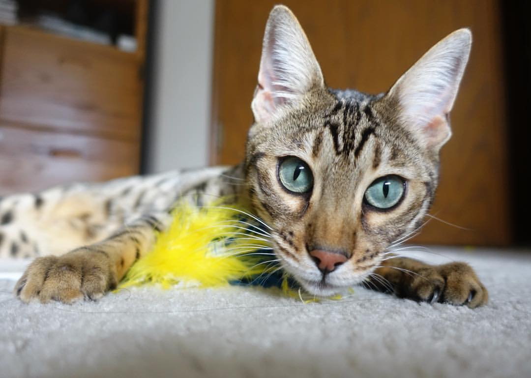 无名小卒蜕变夜，当福克斯用三记冷箭射落休斯顿火箭