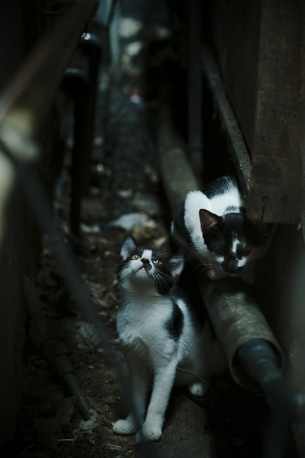 当欧冠哨声吹响玫瑰花园,开拓者以足球之名击溃湖人