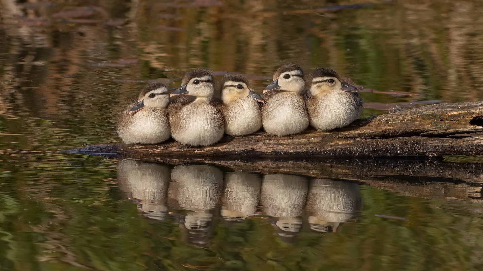 开云体育官网-大漠孤烟起，一剑定江山，罗德里导演沙特力克哥斯黎加之夜