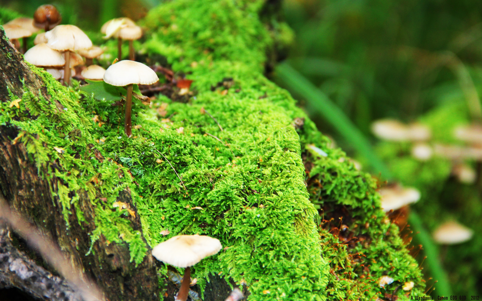 跨界狂想曲，当太阳碾过爵士，杰伦·格林在绿茵场点燃欧冠决赛