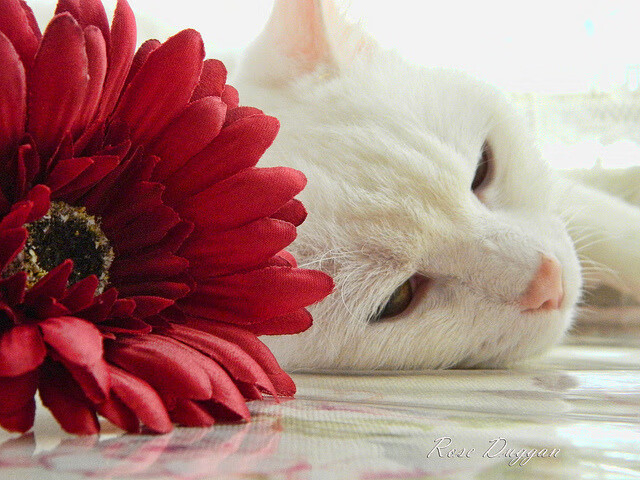 开云体育在线-冰与火的战术魔术，乔治如何成为广厦关键先生