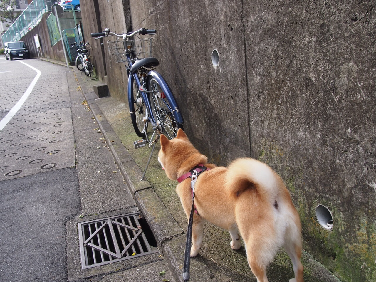 北非雄鹰啄碎太极虎,当突尼斯人的狂喜撞上加克波的无情冷静