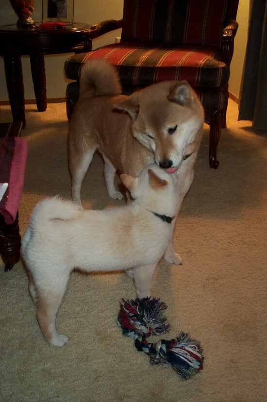 足球史诗,利物浦双冠之夜,范戴克的天空