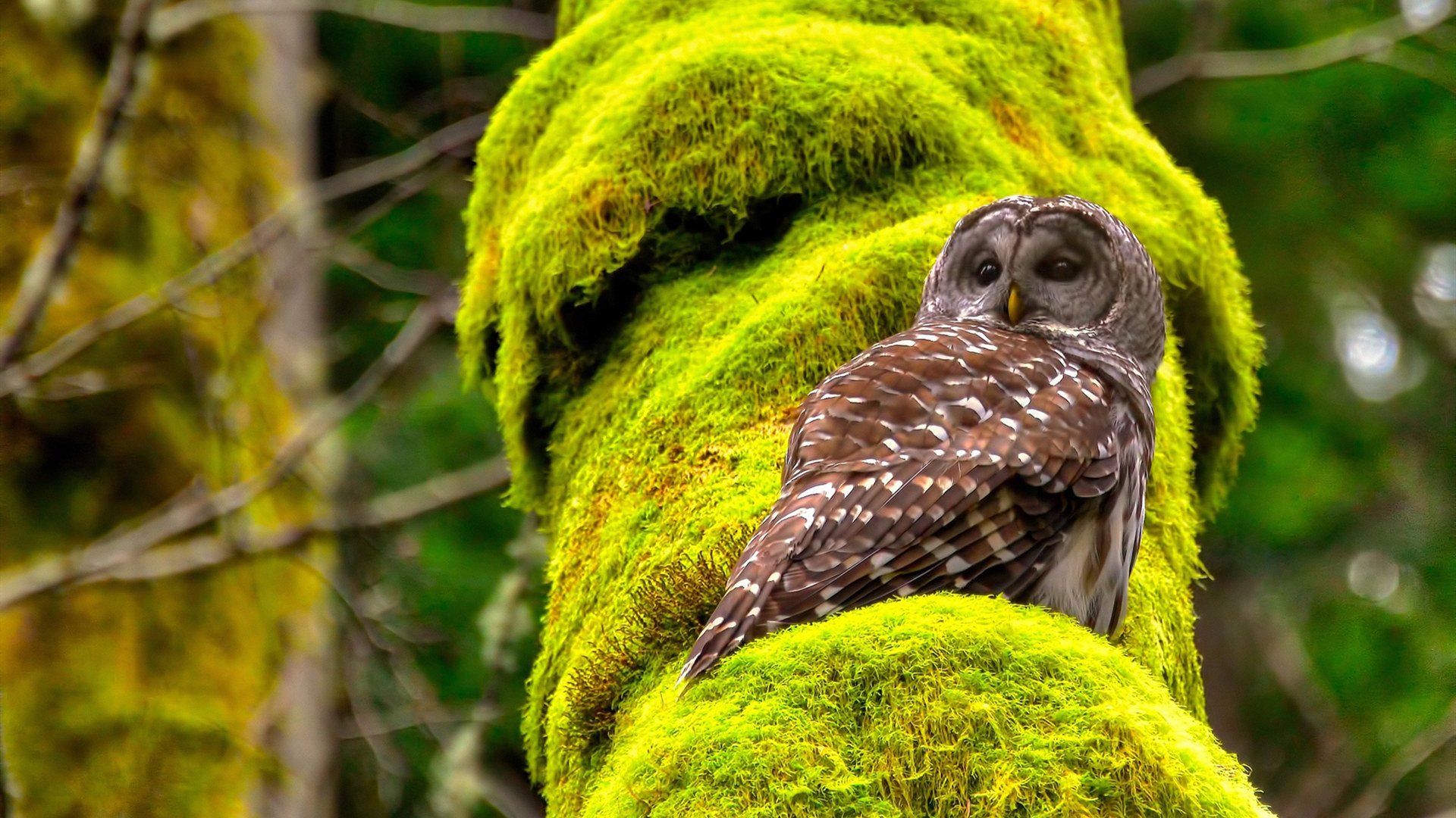 意甲焦点战的跨界启示，深圳队如何以足球战术打穿尼克斯防线