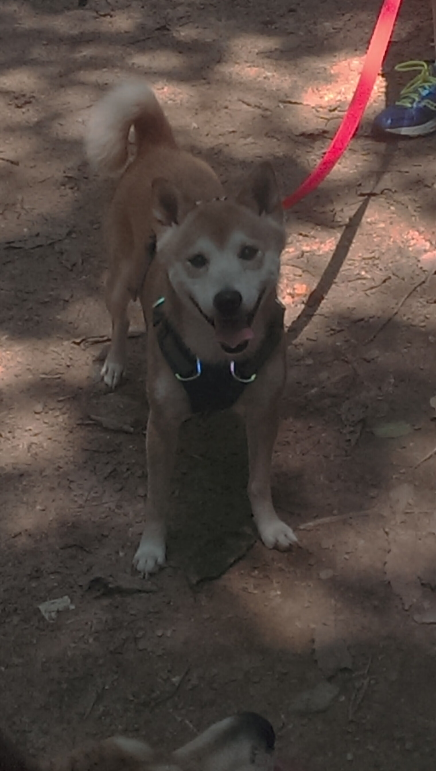 年度焦点之战，墨西哥完胜哥伦比亚，卢卡库接管比赛闪耀全场