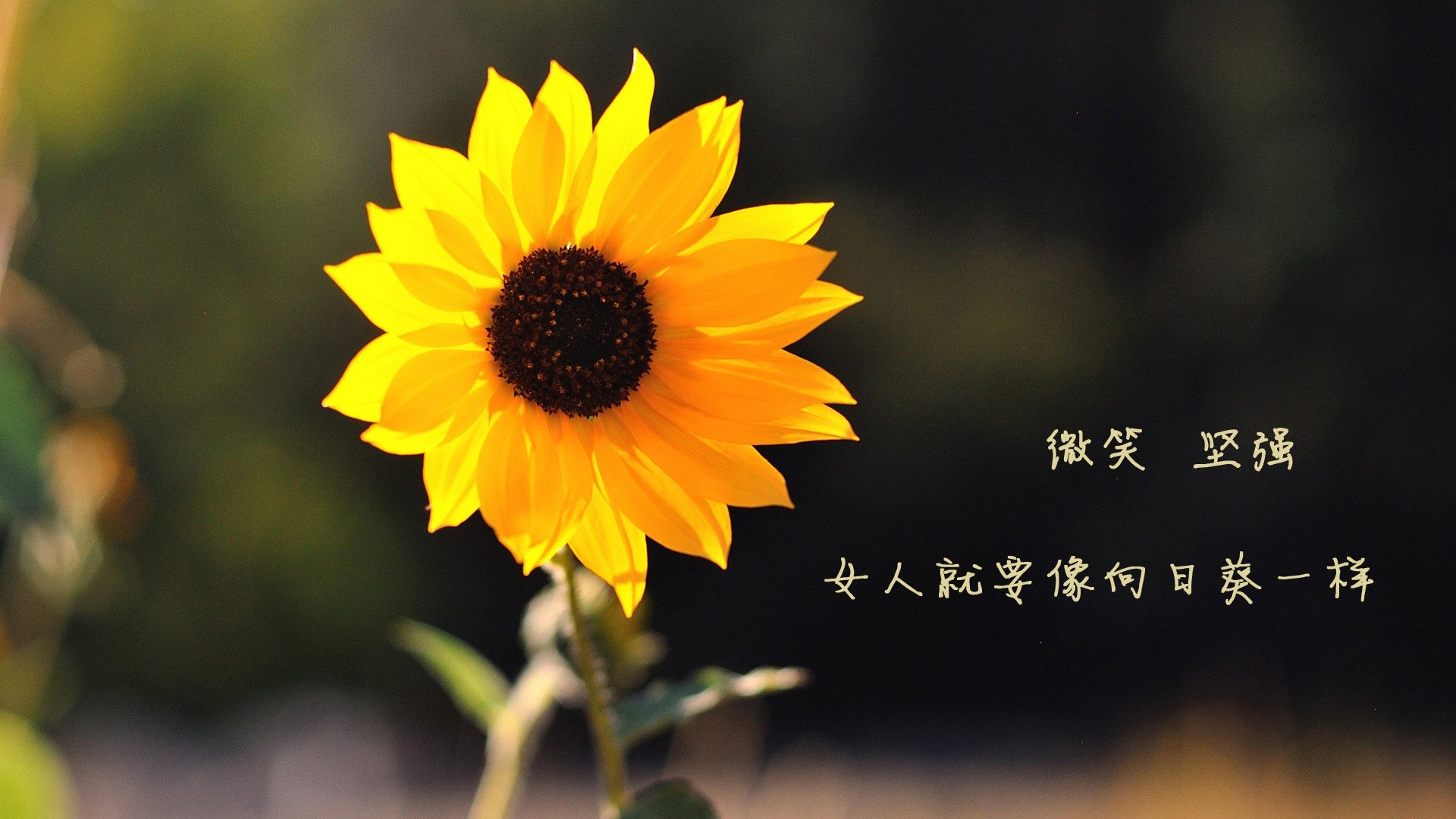 开云体育平台APP-玛雅预言的反转，2026生死战，佩德里用幽灵第十一人埋葬德国战车
